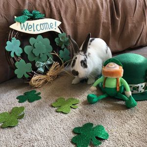 Meet your Posher, Paula